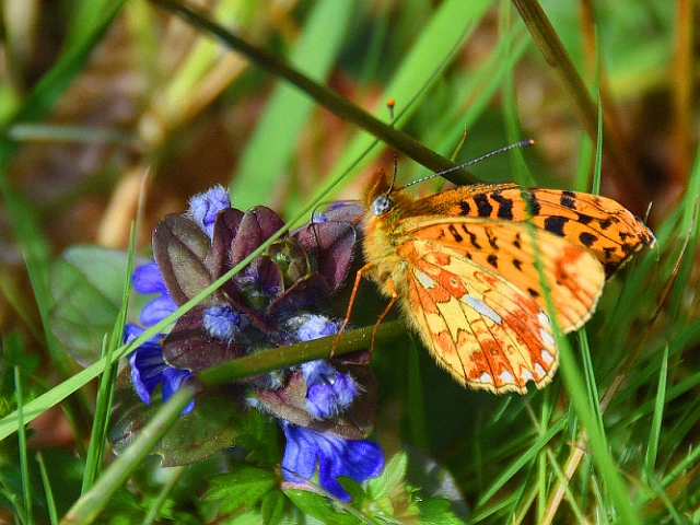 15 05 16_6253_edited-2.jpg - PEARL-BORDERED FRITILLARY - NEW FOREST, HANTS - 15.5.16